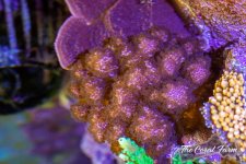 The Coral Farm MA -395.jpg