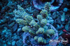 The Coral Farm MA 12122024-11.jpg