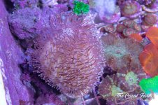 The Coral Farm MA -25.jpg