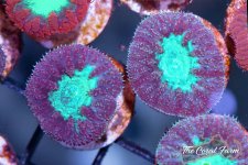 The Coral Farm MA -101.jpg