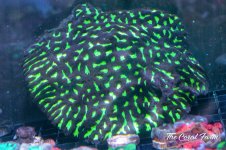 The Coral Farm MA -105.jpg