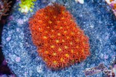 The Coral Farm MA -243.jpg