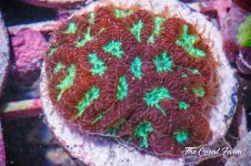 The Coral Farm MA -266.jpg