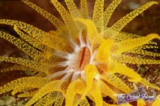 The Coral Farm MA -293.jpg