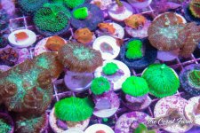 The Coral Farm MA -348.jpg