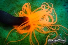 The Coral Farm MA 12122024-18.jpg