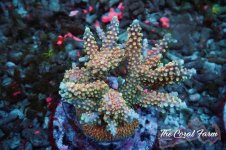 The Coral Farm MA 12122024-37.jpg