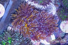 The Coral Farm MA -90.jpg