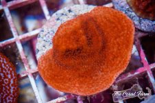 The Coral Farm MA -174.jpg