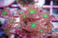 The Coral Farm MA -214.jpg