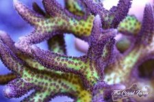 The Coral Farm MA -292.jpg