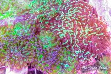 The Coral Farm MA -381.jpg