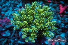 The Coral Farm MA 12122024-87.jpg