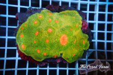 The Coral Farm MA 12122024-120.jpg