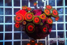 The Coral Farm MA 12122024-152.jpg