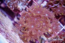 The Coral Farm MA -182.jpg