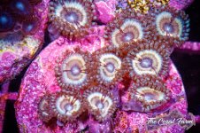 The Coral Farm MA -227.jpg