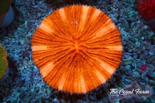 The Coral Farm MA 12122024-409.jpg