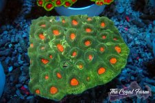 The Coral Farm MA 12122024-462.jpg