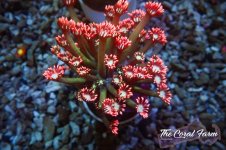 The Coral Farm MA 12122024-542.jpg