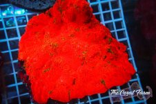 The Coral Farm MA 12122024-185.jpg