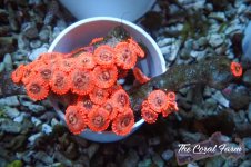 The Coral Farm MA 12122024-273.jpg