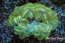 The Coral Farm MA 12122024-387.jpg