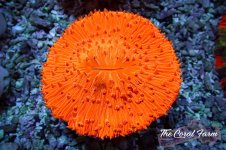 The Coral Farm MA 12122024-431.jpg