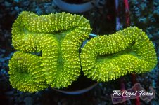 The Coral Farm MA 12122024-487.jpg