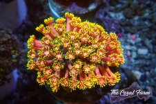 The Coral Farm MA 12122024-541.jpg