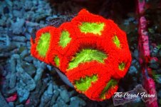 The Coral Farm MA 12122024-554.jpg