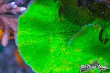 The Coral Farm MA -419.jpg