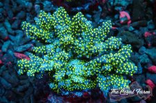 The Coral Farm MA 12122024-90.jpg