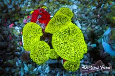 The Coral Farm MA 12122024-326.jpg