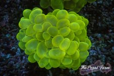 The Coral Farm MA 12122024-337.jpg