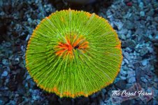 The Coral Farm MA 12122024-401.jpg