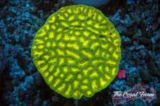 The Coral Farm MA 12122024-434.jpg