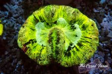 The Coral Farm MA 12122024-508.jpg