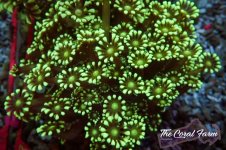 The Coral Farm MA 12122024-524.jpg