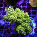 Electric Green Florida Acro .JPG