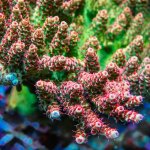 REx Apache Quadricolor Acro .jpg