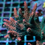 REx Berry Tree Acro.jpg