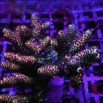 REx Black Rainbow Geacintus Acro.JPG