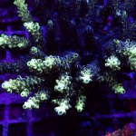 REx Black Sun Acro .JPG