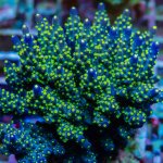 REx Bonsai Tricolor Acro.jpg