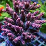 REx Crimson Violet Mille Acro.jpg