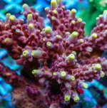 REx Fox Flame Acro.jpg