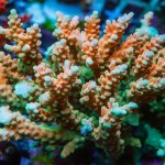 REx Golden Frodo Acro.jpg