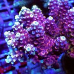 REx Pink Cadillac Acro .JPG