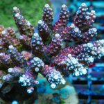 REx Pink Cadillac Acro.jpg